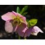 A33-1583 Helleborus Spray x3 22,5inch Fuşya Renk Yapay Çiçek 1 Adet