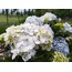 366-060MLP09 Yapay Çiçek Ortanca Hydrangea Bundle x3 Leaves 11,5inch Lilac 1 Adet