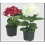 A33-1722 Yapay Çiçek Ortanca Hyrangea Spray Leaves 31inch Bej 1 Adet