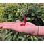 A9147929 Cam Balık Heykelcik Süs Mix El Yapım Zanaat 7cm Üfleme Cam 1 Adet