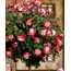224-065A/PR Yapay Çiçek 52cm Ecquador Rose W/3 Set Of Leaves 1 Adet