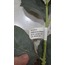 A33-1722 Yapay Çiçek Ortanca Hyrangea Spray Leaves 31inch Bej 1 Adet