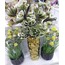 1MR-1740 Grid Chisel Eskitme Siyah Orta Boy Saksı 23,5x21,5cm 1 Adet