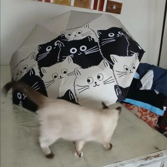 FB67307 Manuel Karikatür Siyah Beyaz Kedi Şemsiye UV Koruma Katlanabilir 1 Adet