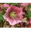 A33-1583 Helleborus Spray x3 22,5inch Fuşya Renk Yapay Çiçek 1 Adet