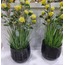 1MR-1740 Grid Chisel Eskitme Siyah Orta Boy Saksı 23,5x21,5cm 1 Adet