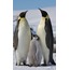 ptenodyt Penguen Ayakta Siyah Magnet 9x4cm Mavi Nazar Boncuk Metal Cam Tasarım 1 Adet