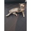 A412299 Art Design Dekoratif Modern Kedi Biblo 15x10x8 Ev Dekorasyon 1 Adet