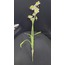 RE185W/Y Yapay Çiçek Narcissus Tazetta Dal Nergis Bitki 49cm 1 Adet