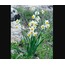 RE185W/Y Yapay Çiçek Narcissus Tazetta Dal Nergis Bitki 49cm 1 Adet