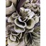 1LF-13500D Düğüm Düğün Çiçeği Yeşil Beyaz 100cm Yapay Decorative 1 Adet