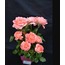 224-065A/PR Yapay Çiçek 52cm Ecquador Rose W/3 Set Of Leaves 1 Adet