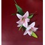 24-0034PK Lilyum Dal Pink Yapay Çiçek 80cm Pembe Yeşil Yapraklı 1 Adet