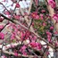 272-770 Yapay Çiçek Lincoln Cherry Blossom Branch 48inch Pink 1 Adet