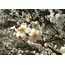 272-770 Yapay Çiçek Lincoln Cherry Blossom Branch 48inch Pink 1 Adet