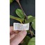 224-065A/PR Yapay Çiçek 52cm Ecquador Rose W/3 Set Of Leaves 1 Adet