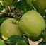 BPH01-3-0112 Yapay Doğal Taze Elma Meyve Orta Botanik Golden Delicious 1 Adet