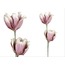 1LF-12730B Açelya Pembe Beyaz 96cm Decorative Dekoratif Gerçekçi 1 Adet