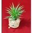 DE-1103 Yapay Çiçek Tillandsia Lonantha Maxima Nazarlık Bitki 10x20cm 1 Adet