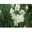 RE185W/Y Yapay Çiçek Narcissus Tazetta Dal Nergis Bitki 49cm 1 Adet