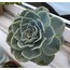 DE11-04 Mavi Eçeverya Nazarlık Aşkın Gözyaşları Yapay Çiçek Crassulaceae Familya 1 Adet