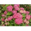 366-060MLP09 Yapay Çiçek Ortanca Hydrangea Bundle x3 Leaves 11,5inch Lilac 1 Adet