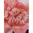 33-2358 Protea Dal 56cm Dusty Pink Yapay Çiçek Dekoratif Özel Tasarım 1 Adet