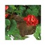 224-1177 Geranium Hanging Bush Kırmızı Yapay Sardunya Çiçek Nearly Natural 1 Adet