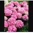 33-2145 Yapay Çiçek Ortanca Hydrangea Leaves 66cm Salmon 1 Adet