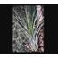 9372000488999 Yapay Bitki 45cm Tillandsia Juncea Dekoratif Gerçekçi 1 Adet