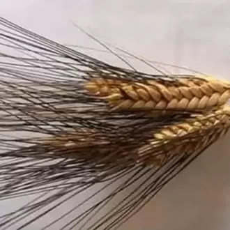 ESKİ DEĞİRMEN BAYRAMİÇ KARAKILÇIK BUĞDAY UNU 1KG