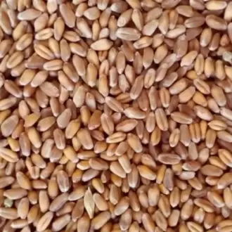 ESKİ DEĞİRMEN BAYRAMİÇ KIZILCA BUĞDAY UNU 1 KG