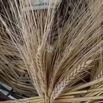 ESKİ DEĞİRMEN BAYRAMİÇ HAS SARI BUĞDAY UNU 1KG