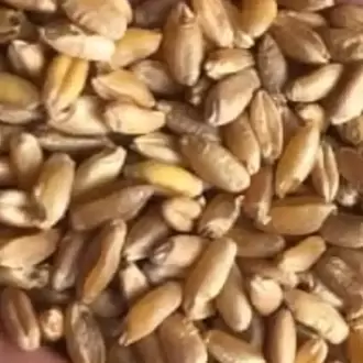 ESKİ DEĞİRMEN BAYRAMİÇ KARAKILÇIK BUĞDAY UNU 1KG