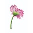 GERBERA*pembe