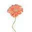 GERBERA*turuncu