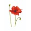 GELİNCİK