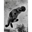 Cat Fever 