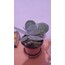 aloevera ve sukulent