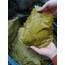 2026 ZEYTİNYAĞLI SARMA İÇİN 5KG BÜYÜK BOY TOKAT ERBAA YAPRAĞI