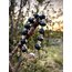 Zeytin