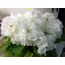 No 509 RM-Den' Angela standart fide