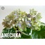 No 429 Le anechka standart fide