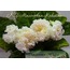 No 587 kz malenkaya koketka standart fide