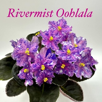 Üretin no 714 rivermist oohlala standart fide