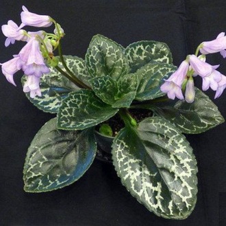 primulina hisako