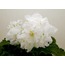 No 509 RM-Den' Angela standart fide