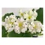 No 514 dn macabeo standart fide