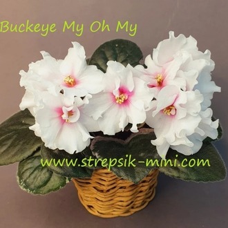 Üretim No 704 Buckeye My Oh My standart fide
