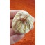 İncir İRİ boy (Ballı Yeni Mahsul) 1 kg